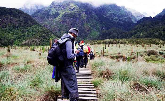 Hikers in a giant lobelia garden in the Rwenzori Mountains+Uganda+travel_with+Kwez+Outdoors
