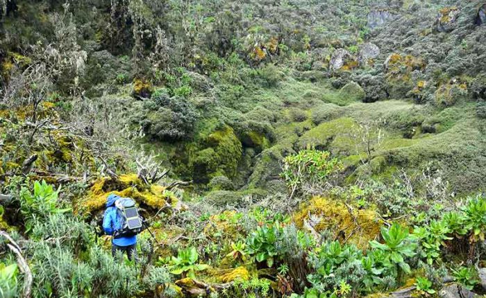 Diverse plant-life in the Rwenzori Mountains+Uganda+travel_with+Kwez+Outdoors