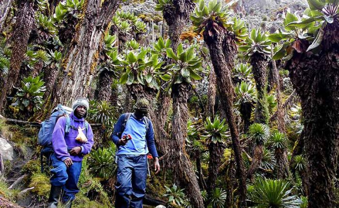 Hiking through fairytale like gardens in Rwenzori Mountains+Uganda+travel_with+Kwez+Outdoors