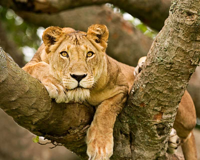 The iconic tree-climbing+lions of Ishasha+Uganda+travel_with+Kwezi+Outdoors