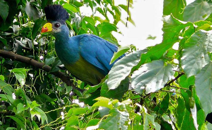 Great Blue Turaco one of the over 1,000 bird species in+Uganda+travel_with+Kwez+Outdoors