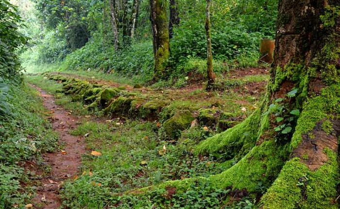 A hiking trail in Mt. Elgon National Park+Uganda+travel_with+Kwez+Outdoors