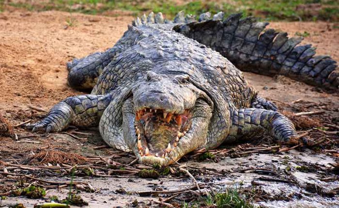 Nile crocodile in Murchison Falls National Park+Uganda+travel_with+Kwez+Outdoors