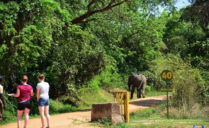 Tourists encouter a wild elephant in Murchison Falls National Park-travel with Kwezi Outdoors
