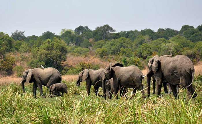 A family of elephants along the Nile in Murchison Falls National Park - travel with Kwezi Outdoors