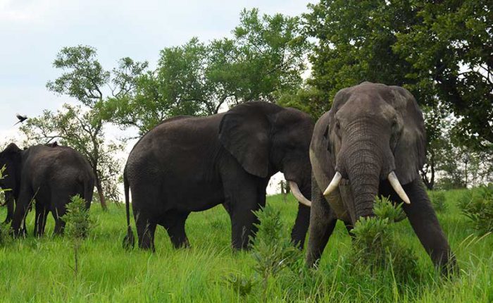 Elephants out for breakfast in Murchison Falls National ParkTake your family on a quest of the wild, cultural experience and be enchanted by the gorgeous lands you travel through. Let the allure of adventure and discovery accompany you.