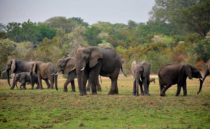 A family of elephants out for lunch along the Nile River in National Park+Uganda+travel_with+Kwezi+Outdoors