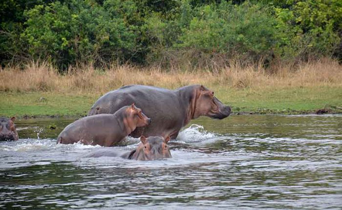 Baby hippo and mother as dad keeps watch- travel with Kwezi Outdoors