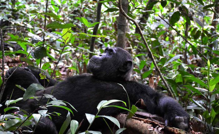 male chimp in Kibale National Park. Kwezi Outdoors tour