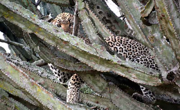 The elusive+leopard in Queen Elizabeth National Park+Uganda+travel_with+Kwez+Outdoors