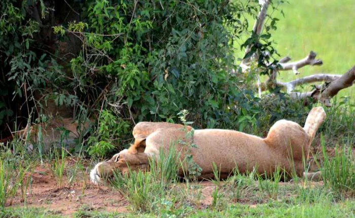 A lioness takes a nap after a meal (leftovers in bush left hand side) - travel with Kwezi Outdoors