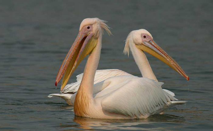 Queen Elizabeth National Park has over 600 bird species+Uganda+travel_with+Kwez+Outdoors